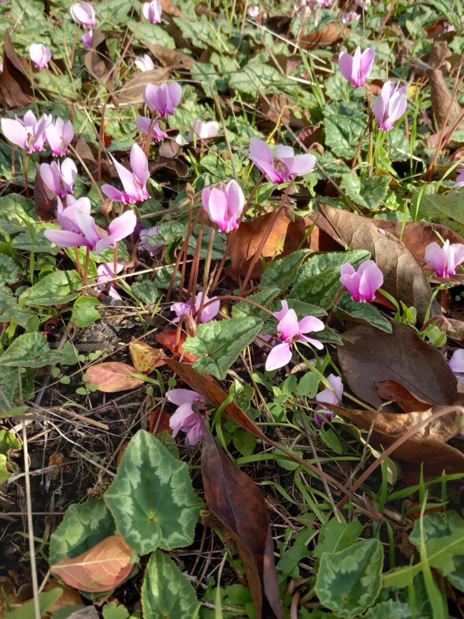 卢瓦尔河畔科讷库尔Les Cyclamens 1公寓 外观 照片